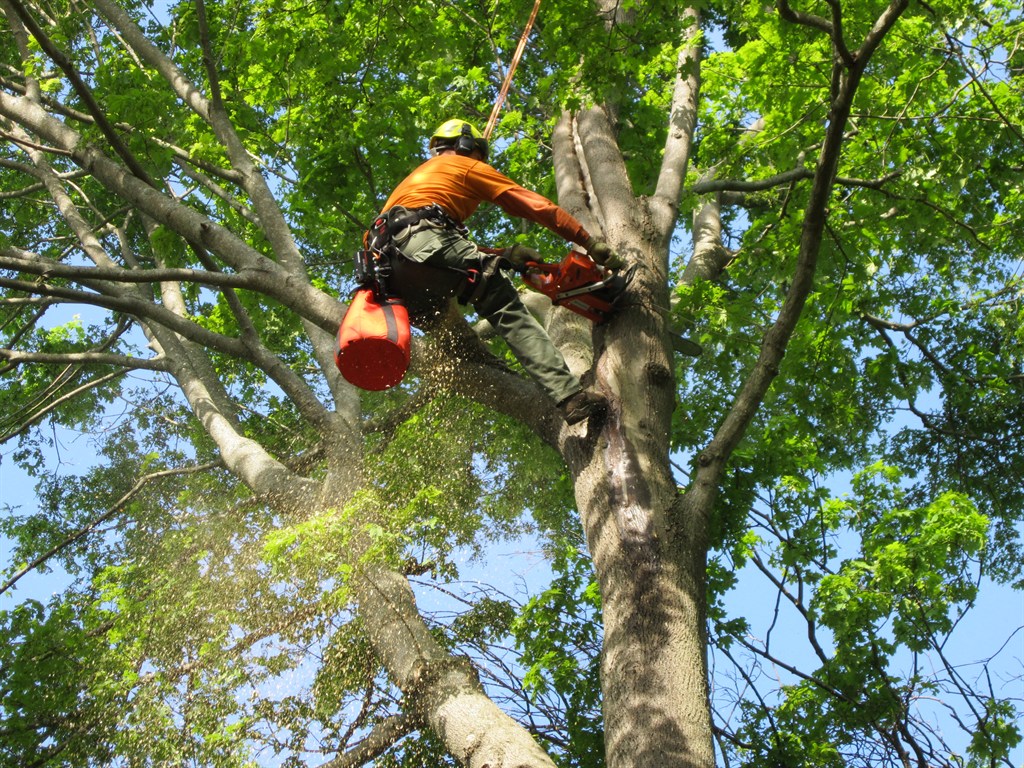 Tree-Service