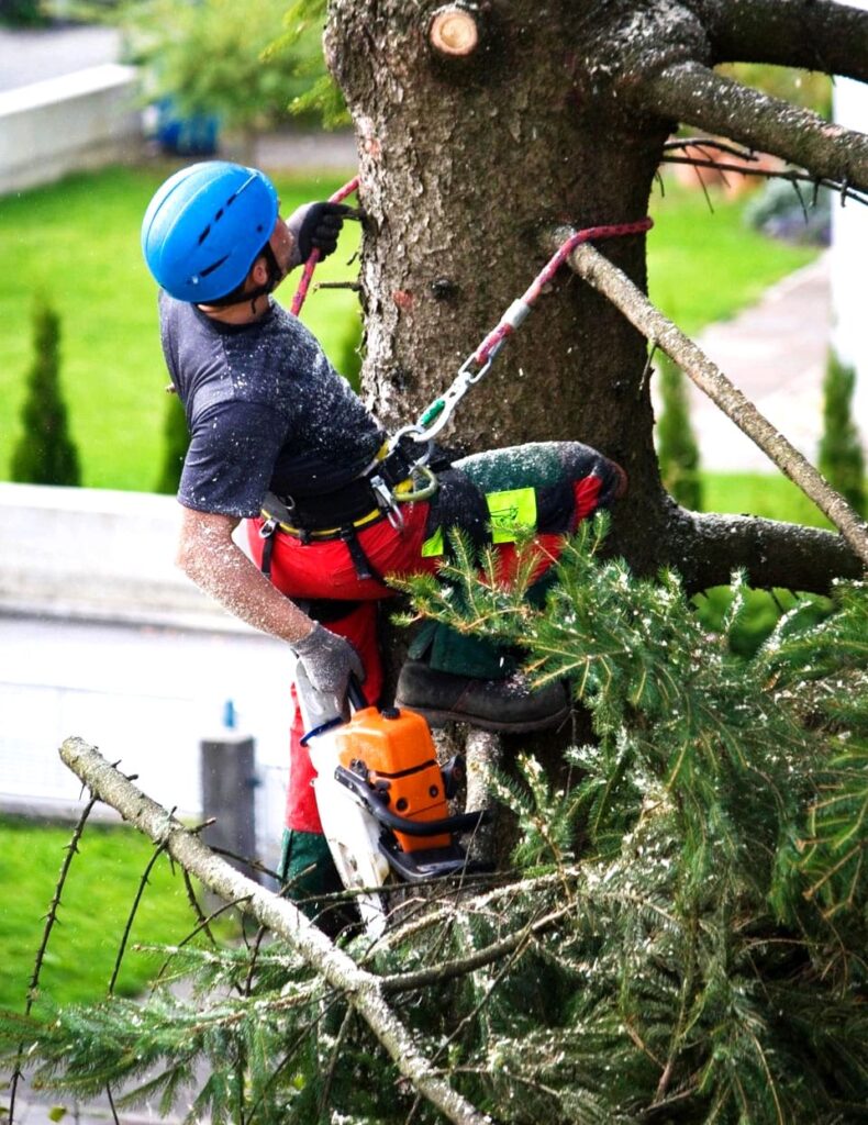 tree cutting service